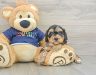 8 week old Cavapoo Puppy For Sale - Pilesgrove Pups