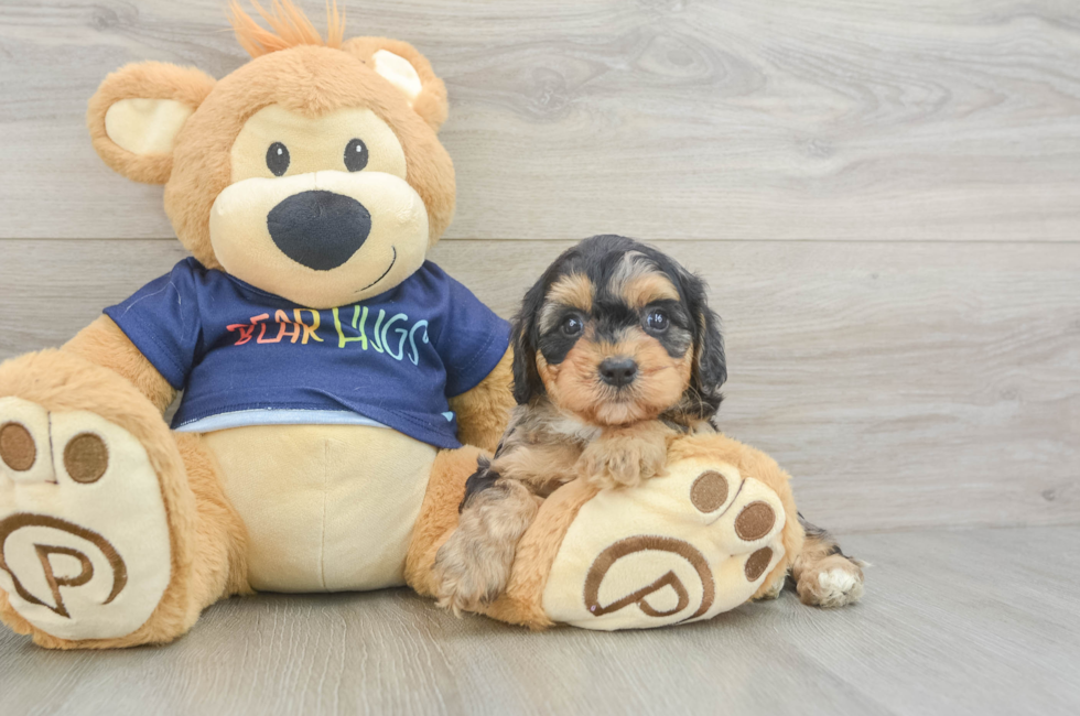 5 week old Cavapoo Puppy For Sale - Pilesgrove Pups