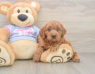 9 week old Cavapoo Puppy For Sale - Pilesgrove Pups