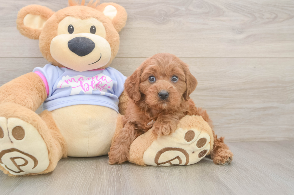 6 week old Cavapoo Puppy For Sale - Pilesgrove Pups