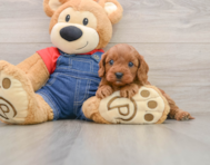 8 week old Cavapoo Puppy For Sale - Pilesgrove Pups
