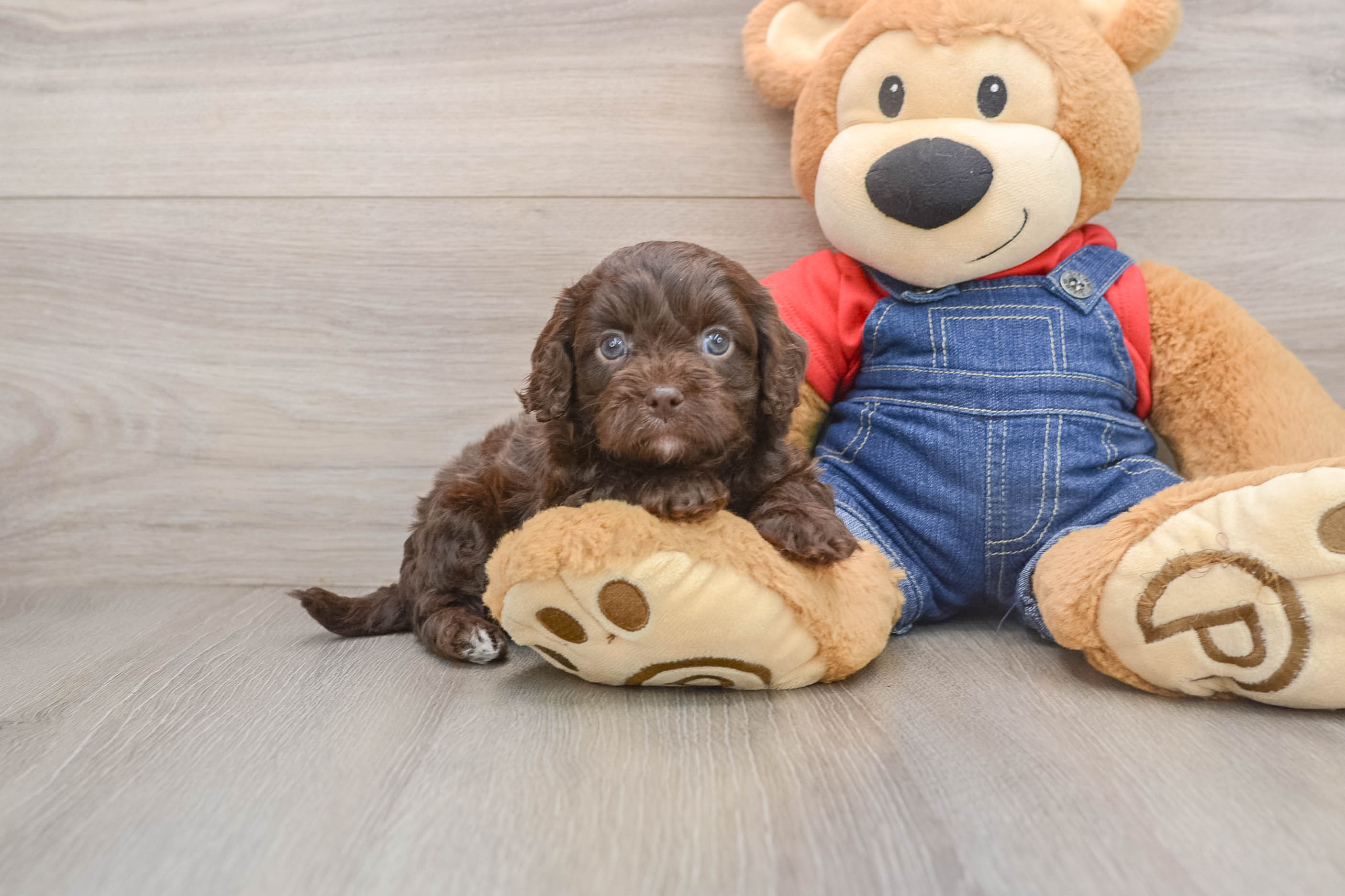 Best Cavapoo Baby