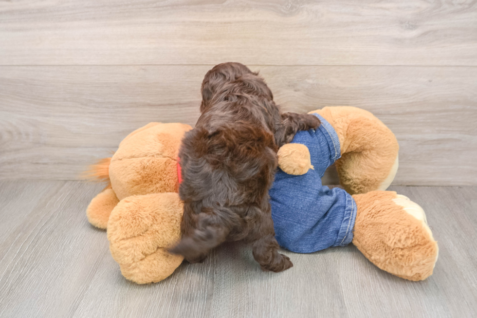 Cavapoo Puppy for Adoption