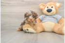 Adorable Cavalier King Charles Spaniel and Poodle Mix Poodle Mix Puppy