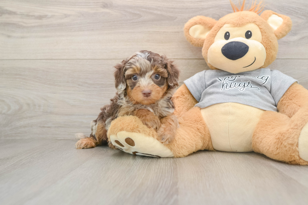 Adorable Cavalier King Charles Spaniel and Poodle Mix Poodle Mix Puppy