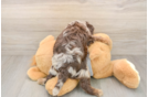 Happy Cavapoo Baby