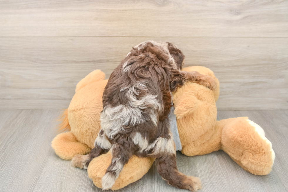 Happy Cavapoo Baby