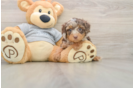 Cute Cavapoo Baby
