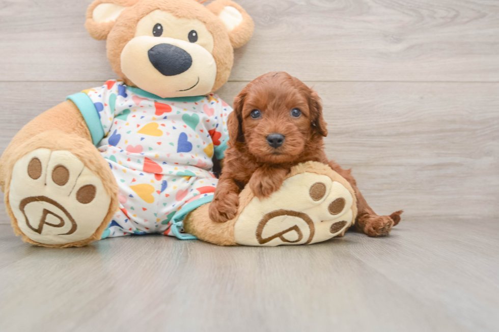 Cavapoo Pup Being Cute