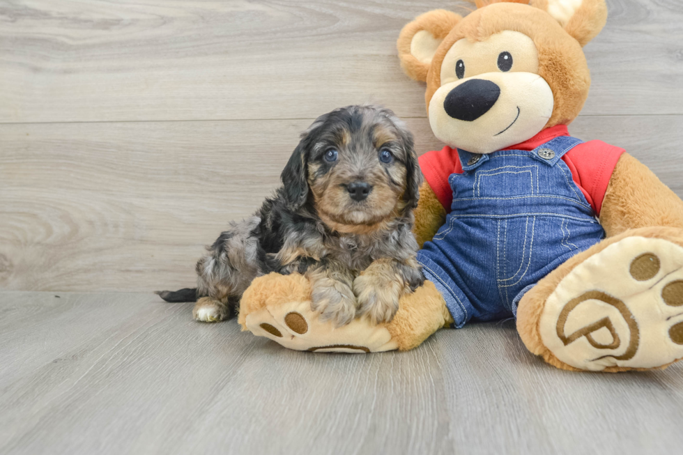 Cavapoo Puppy for Adoption