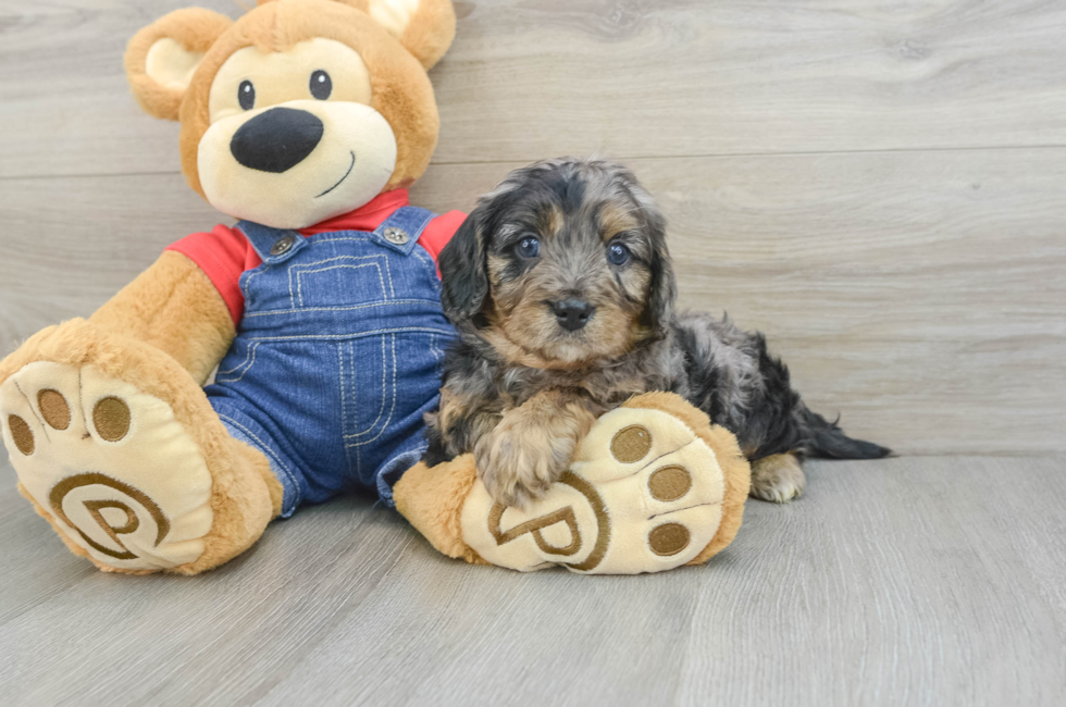 6 week old Cavapoo Puppy For Sale - Pilesgrove Pups