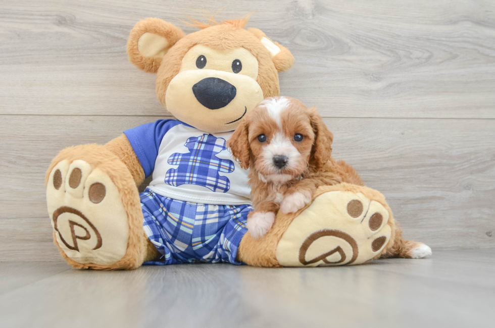 5 week old Cavapoo Puppy For Sale - Pilesgrove Pups