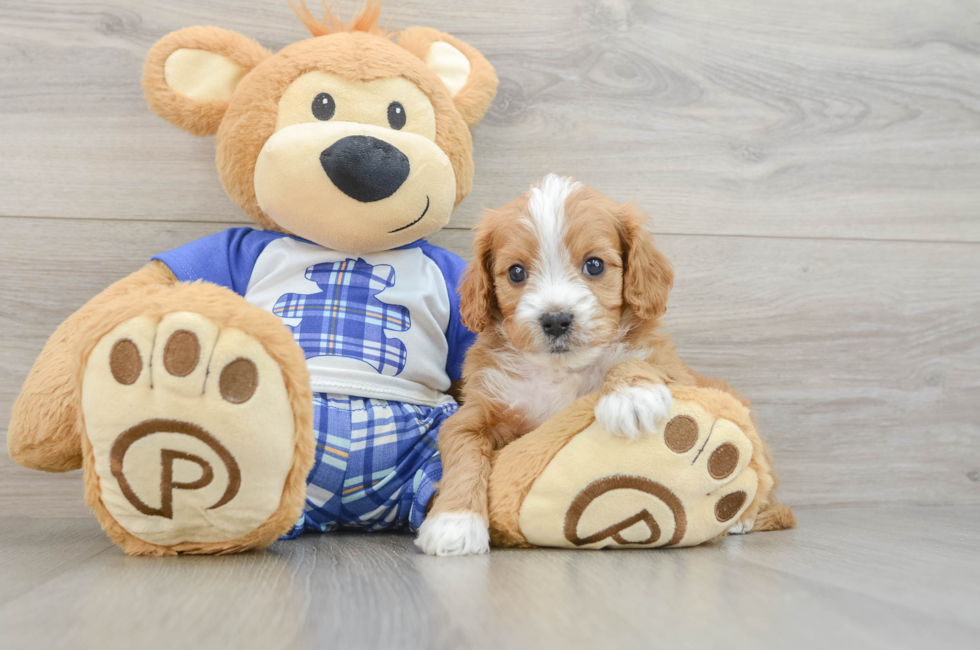 6 week old Cavapoo Puppy For Sale - Pilesgrove Pups