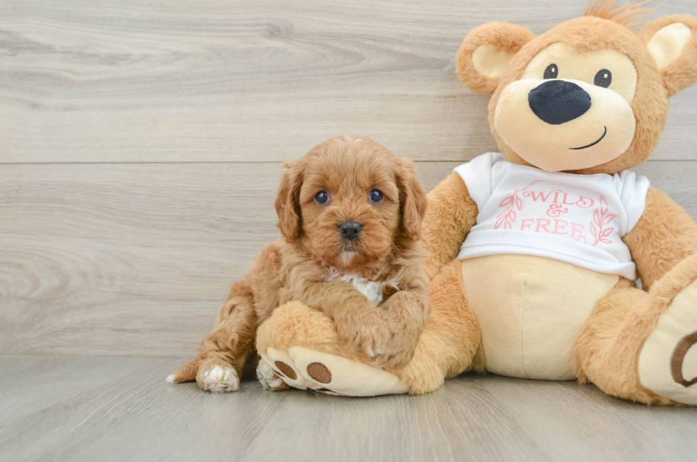 7 week old Cavapoo Puppy For Sale - Pilesgrove Pups
