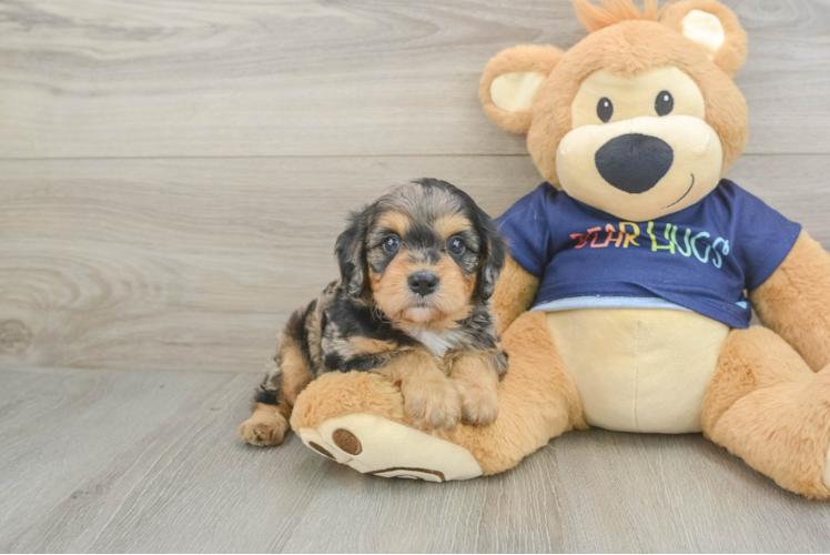 Petite Cavapoo Poodle Mix Pup