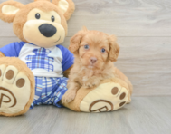 8 week old Cavapoo Puppy For Sale - Pilesgrove Pups