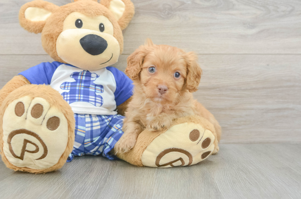 6 week old Cavapoo Puppy For Sale - Pilesgrove Pups