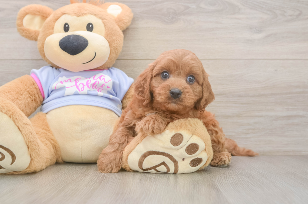 6 week old Cavapoo Puppy For Sale - Pilesgrove Pups