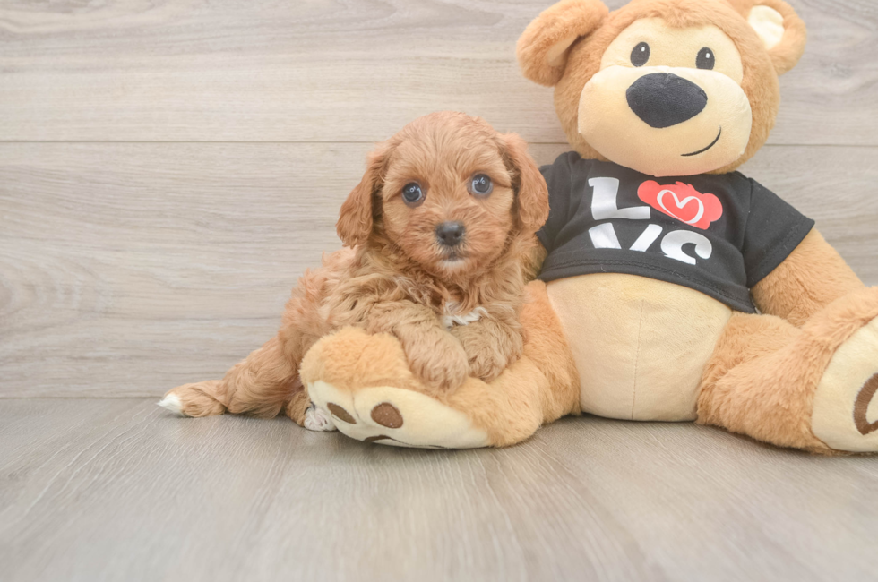 6 week old Cavapoo Puppy For Sale - Pilesgrove Pups
