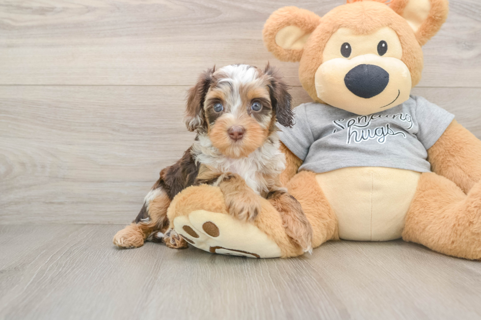 Fluffy Cavapoo Poodle Mix Pup