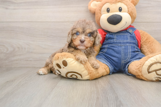 Playful Cavapoodle Poodle Mix Puppy