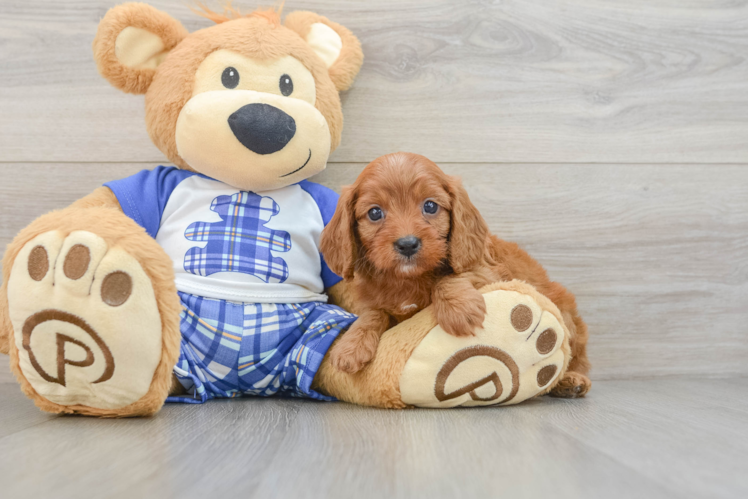 Best Cavapoo Baby