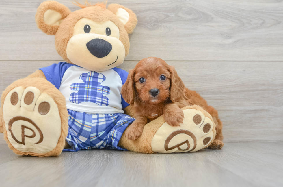 5 week old Cavapoo Puppy For Sale - Pilesgrove Pups