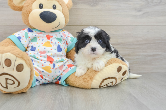 Cavapoo Puppy for Adoption