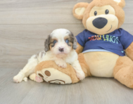 8 week old Cavapoo Puppy For Sale - Pilesgrove Pups