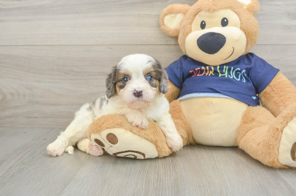 5 week old Cavapoo Puppy For Sale - Pilesgrove Pups