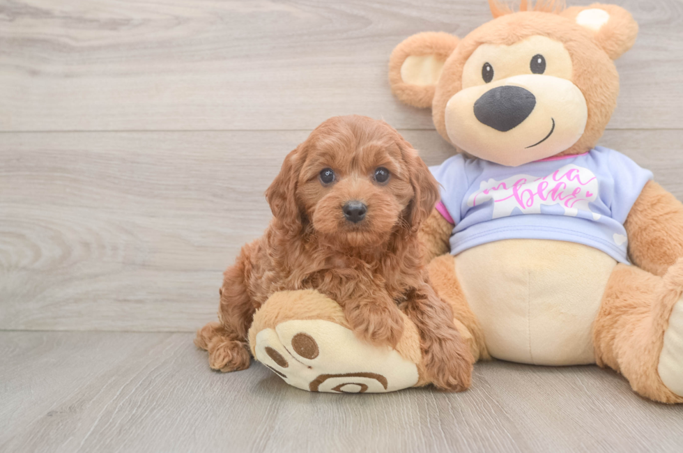 6 week old Cavapoo Puppy For Sale - Pilesgrove Pups