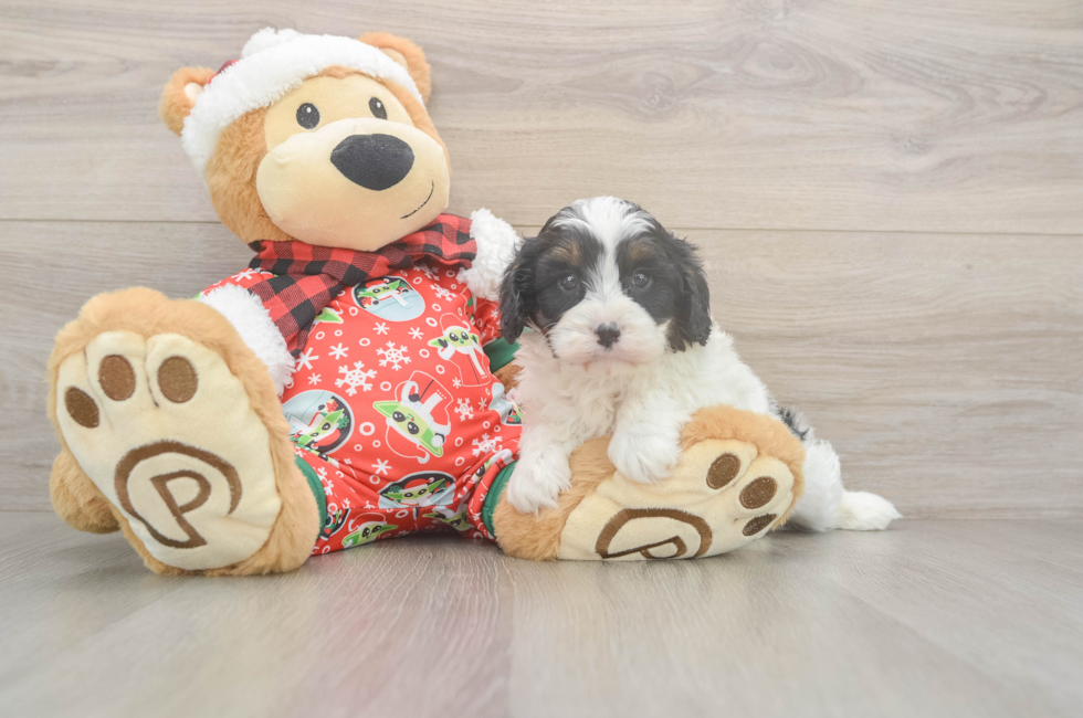 5 week old Cavapoo Puppy For Sale - Pilesgrove Pups