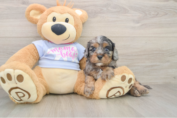 Cute Cavapoo Baby