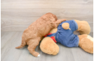 Sweet Cavapoo Baby
