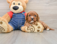8 week old Cavapoo Puppy For Sale - Pilesgrove Pups