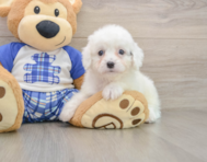 8 week old Cavapoo Puppy For Sale - Pilesgrove Pups