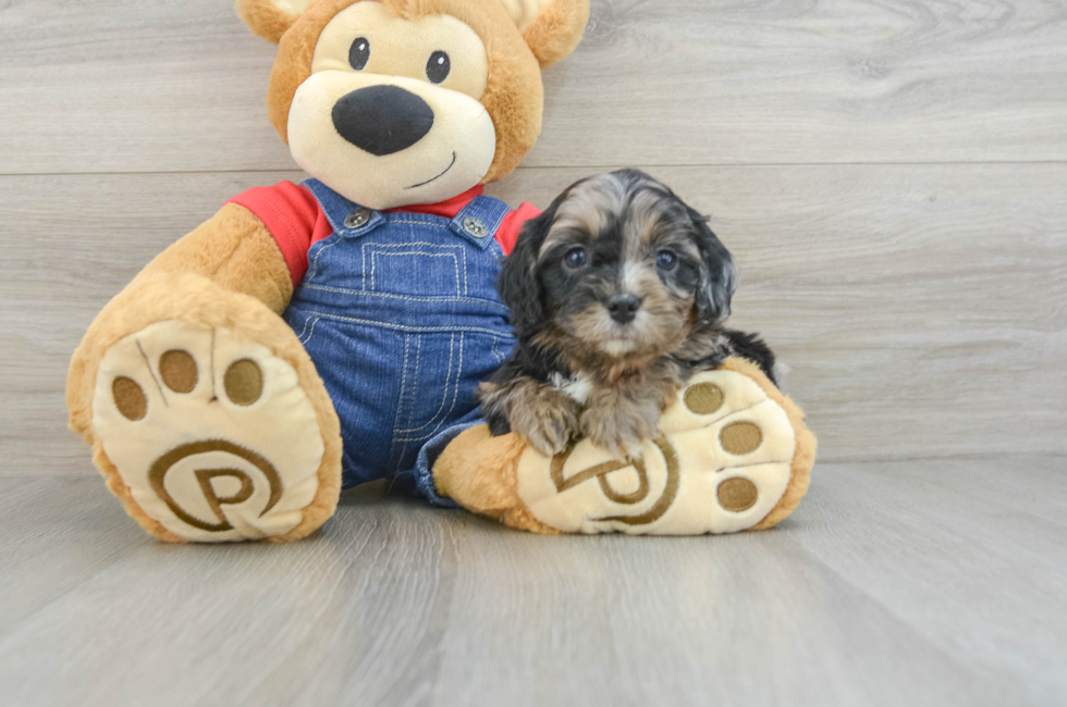 6 week old Cavapoo Puppy For Sale - Pilesgrove Pups