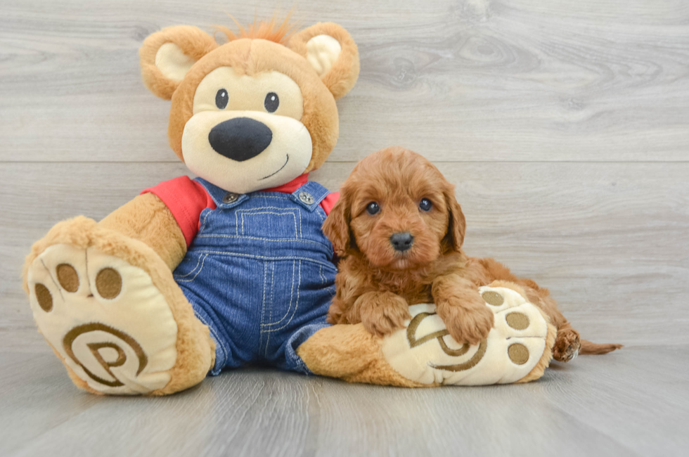 6 week old Cavapoo Puppy For Sale - Pilesgrove Pups