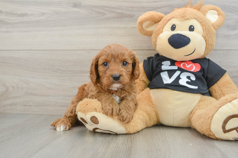 Little Cavipoo Poodle Mix Puppy