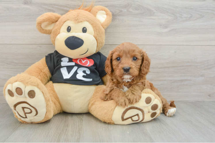 Cavapoo Pup Being Cute