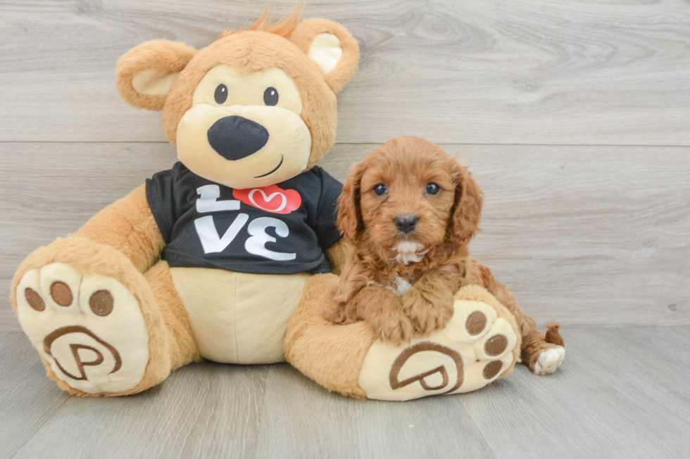 Cavapoo Pup Being Cute