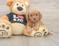 9 week old Cavapoo Puppy For Sale - Pilesgrove Pups