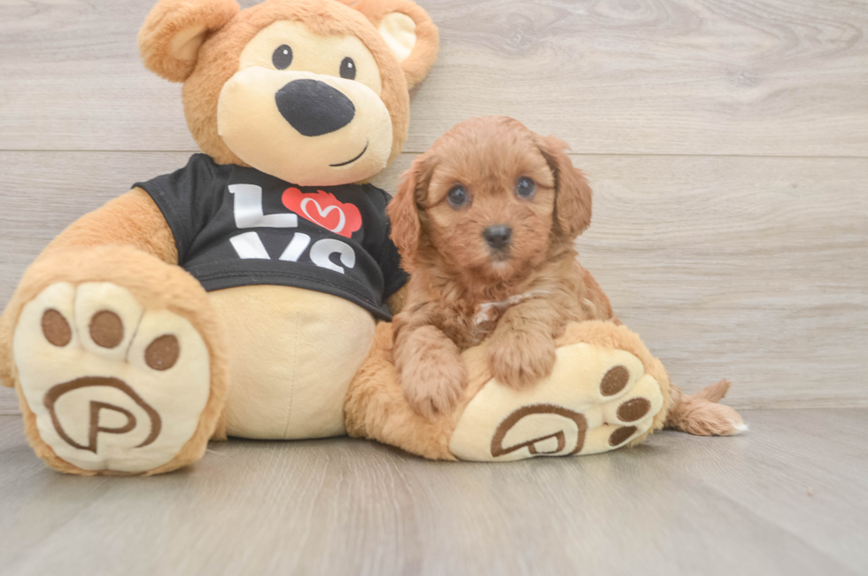 6 week old Cavapoo Puppy For Sale - Pilesgrove Pups