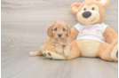 Cavapoo Pup Being Cute
