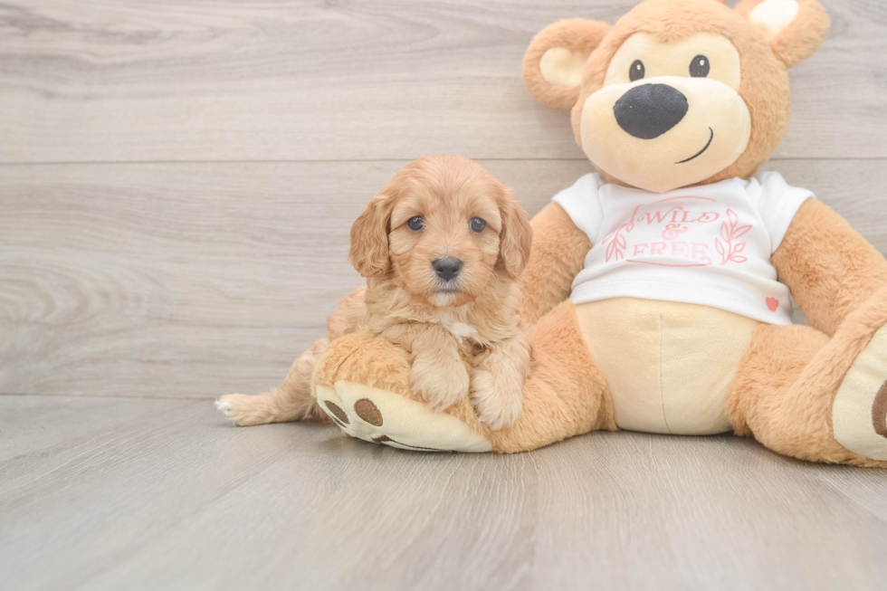 Cavapoo Pup Being Cute