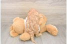 Smart Cavapoo Poodle Mix Pup