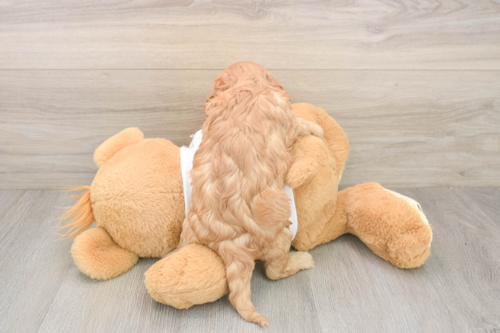 Smart Cavapoo Poodle Mix Pup