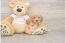 Cavapoo Puppy for Adoption