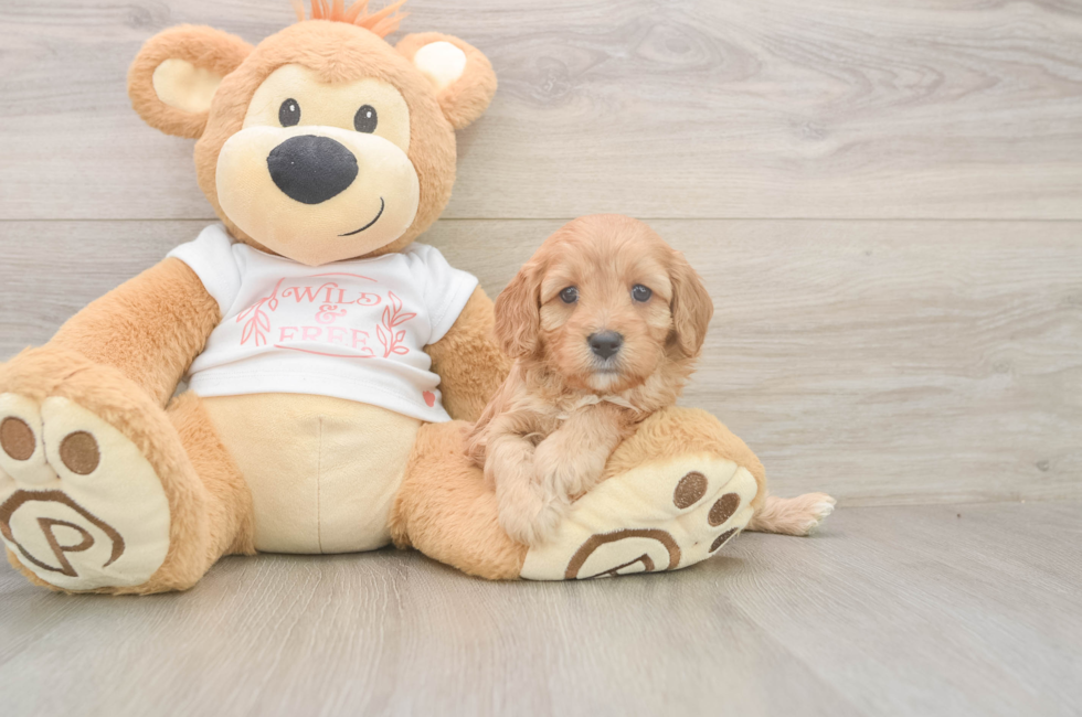 5 week old Cavapoo Puppy For Sale - Pilesgrove Pups