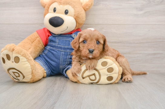 Cavapoo Puppy for Adoption